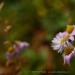 View the image: Last of the Asters