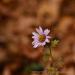 View the image: Lonely Aster