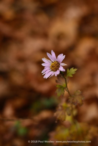 Lonely Aster