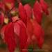 View the image: Red Leaves