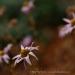 View the image: Fading Asters