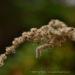View the image: Goldenrod gone to seed