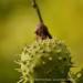 View the image: Large chestnut