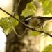 View the image: Chickadee in a tree