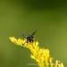 View the image: Yellow jacket yellow flower