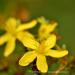 View the image: St Johns wort detail