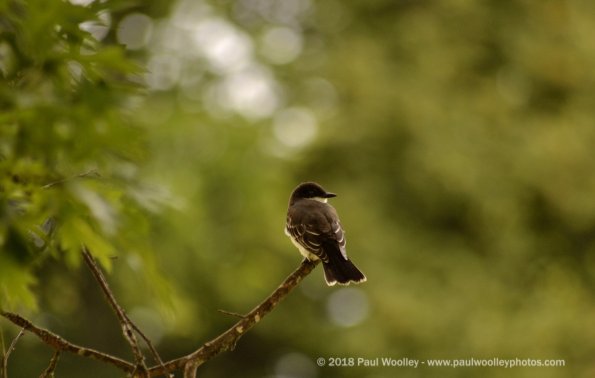 Eastern Kingbird resting on a branch