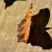View the image: Arctic Fritillary shadow