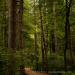 View the image: Trail in soft light