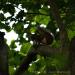 View the image: Red squirrel gets interested
