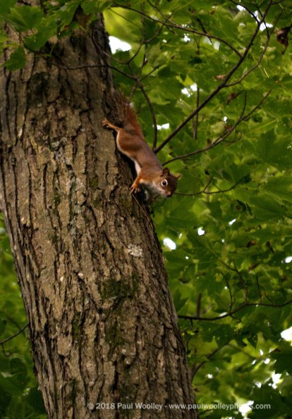 Red Squirrel drops in