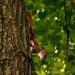 View the image: Red squirrel gets cusious