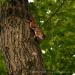 View the image: Red Squirrel drops in