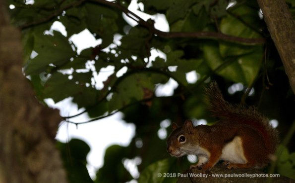 Red squirrel portrait