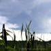 View the image: Cattails and clouds