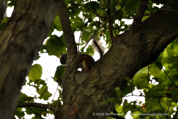 Red squirrel is shy
