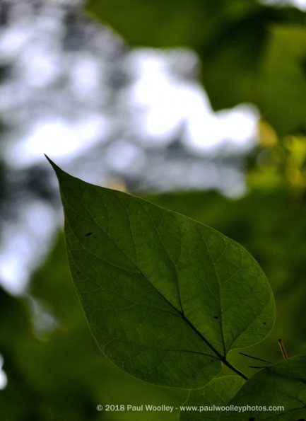 Giant leaves