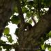 View the image: Red squirrel is shy