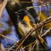 View the image: American Redstart