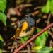 View the image: Hello there Mr Redstart