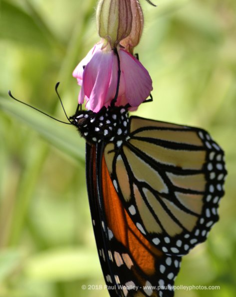Monarch hanging on