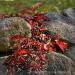 View the image: Virginia creeper
