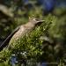 View the image: Cedar waxwing