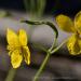 View the image: Buttercups