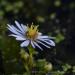 View the image: Blue aster