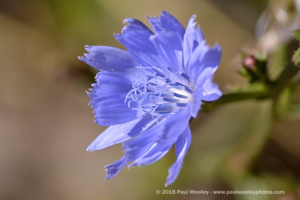 Chicory in the sun