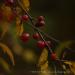 View the image: Ripe and Red