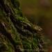 View the image: Lichen the moss
