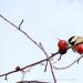 View the image: Chickadee snacking