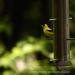 View the image: Goldfinch on the feeder