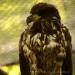 View the image: Bald eagle sitting