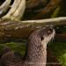View the image: Otter