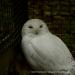 View the image: Snow owl unhappy