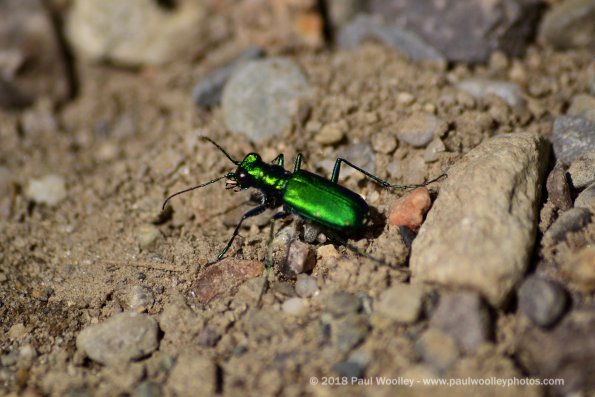 Emerald beetle closeup