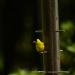 View the image: Goldfinch looking about