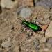 View the image: Emerald beetle closeup
