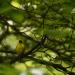 View the image: Goldfinch saw me