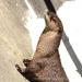 View the image: Otter saying hi