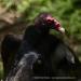 View the image: Turkey vulture