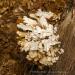 View the image: Exploding fungus