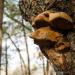 View the image: Shelf fungus face