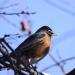 View the image: Winter robin