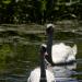 View the image: Swan family