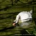 View the image: Swan skimming