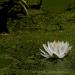 View the image: Duckweed and lotus