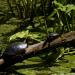 View the image: Terrapins resting